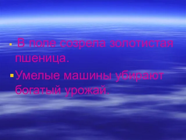 В поле созрела золотистая пшеница. Умелые машины убирают богатый урожай.