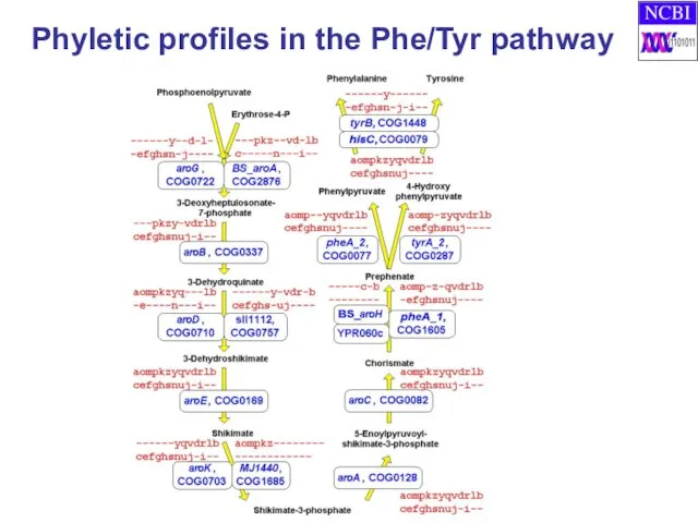 Phyletic profiles in the Phe/Tyr pathway