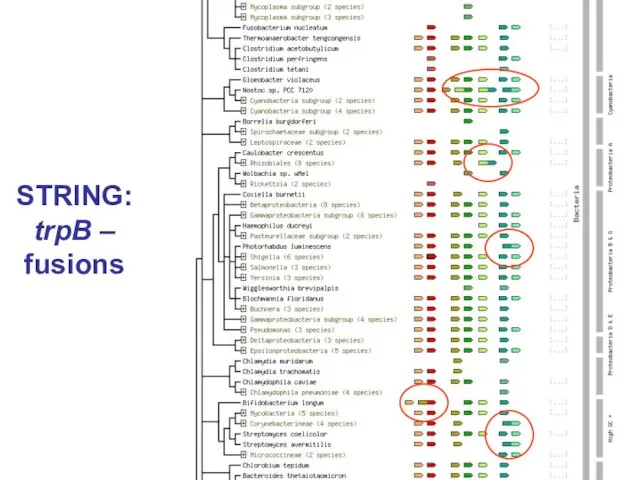STRING: trpB – fusions