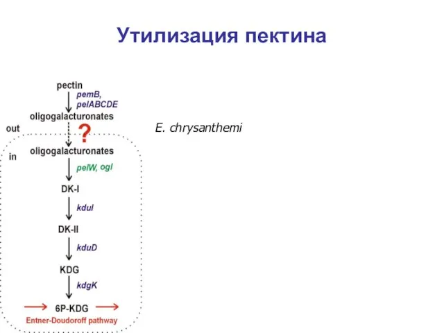 Утилизация пектина E. chrysanthemi