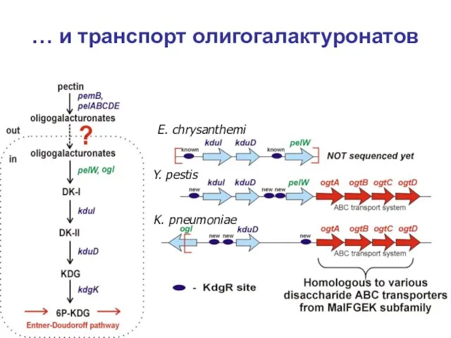 … и транспорт олигогалактуронатов E. chrysanthemi Y. pestis K. pneumoniae