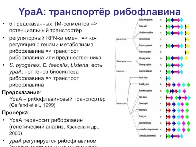 YpaA: транспортёр рибофлавина 5 предсказанных ТМ-сегментов => потенциальный транспортёр регуляторный RFN-элемент =>