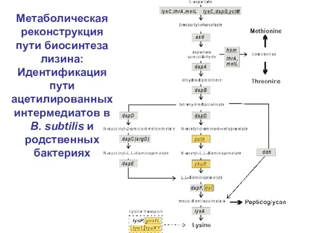 Метаболическая реконструкция пути биосинтеза лизина: Идентификация пути ацетилированных интермедиатов в B. subtilis и родственных бактериях