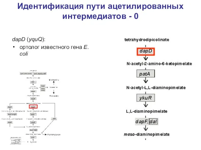 Идентификация пути ацетилированных интермедиатов - 0 dapD (yquQ): ортолог известного гена E. coli