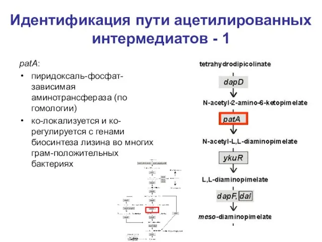 Идентификация пути ацетилированных интермедиатов - 1 patA: пиридоксаль-фосфат-зависимая аминотрансфераза (по гомологии) ко-локализуется