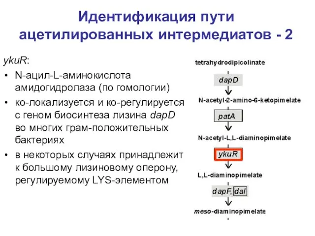 Идентификация пути ацетилированных интермедиатов - 2 ykuR: N-ацил-L-аминокислота амидогидролаза (по гомологии) ко-локализуется