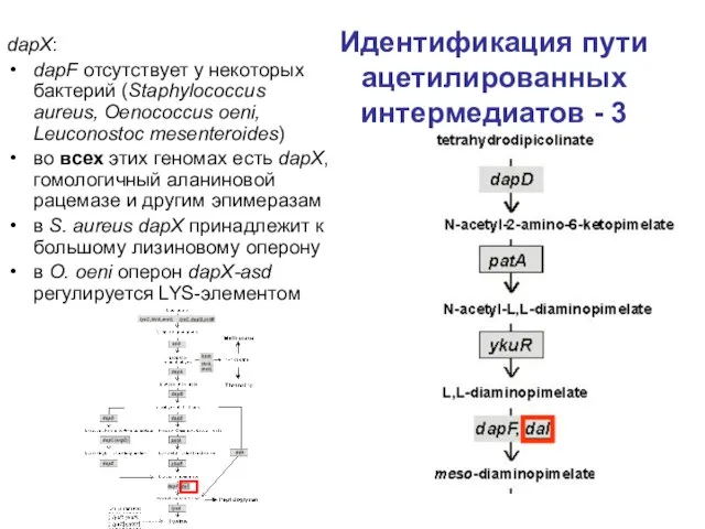 Идентификация пути ацетилированных интермедиатов - 3 dapX: dapF отсутствует у некоторых бактерий