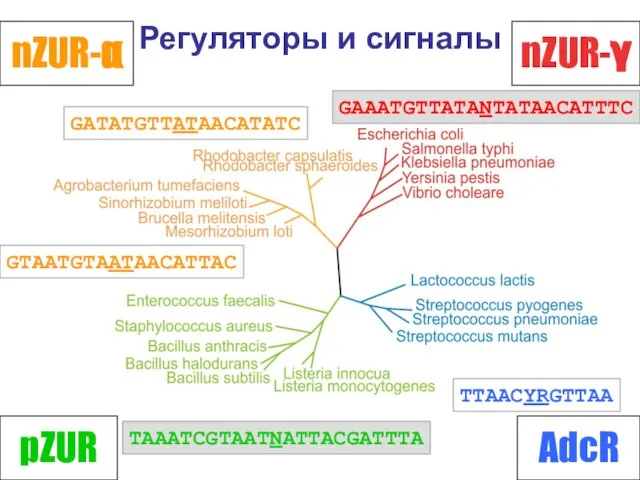 Регуляторы и сигналы nZUR-γ nZUR-α AdcR pZUR TTAACYRGTTAA GATATGTTATAACATATC GAAATGTTATANTATAACATTTC GTAATGTAATAACATTAC TAAATCGTAATNATTACGATTTA