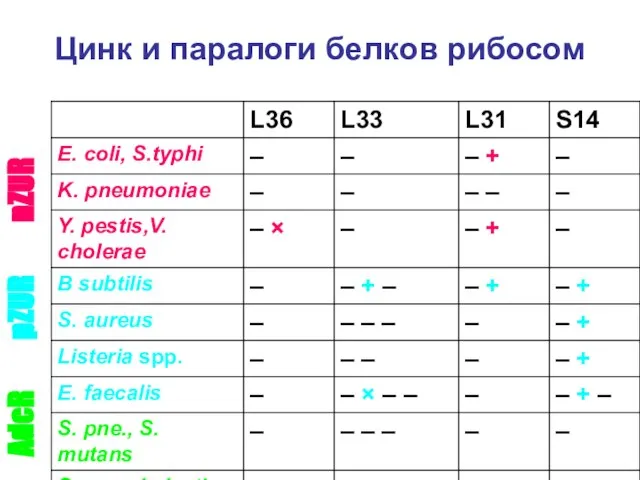 Цинк и паралоги белков рибосом nZUR pZUR AdcR