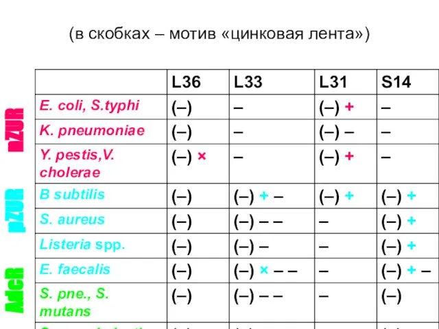 (в скобках – мотив «цинковая лента») nZUR pZUR AdcR