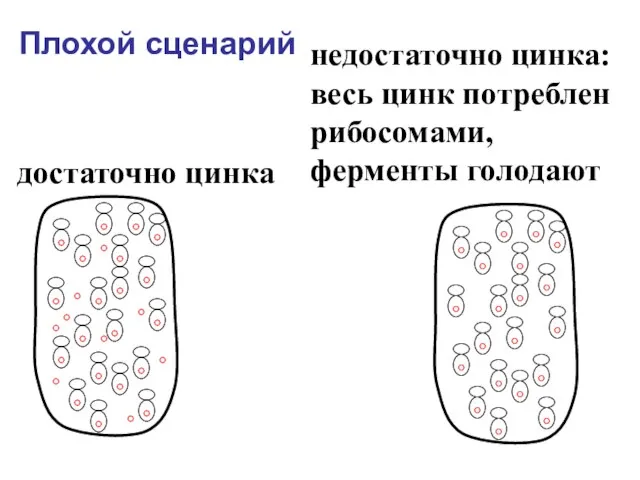 Плохой сценарий достаточно цинка недостаточно цинка: весь цинк потреблен рибосомами, ферменты голодают