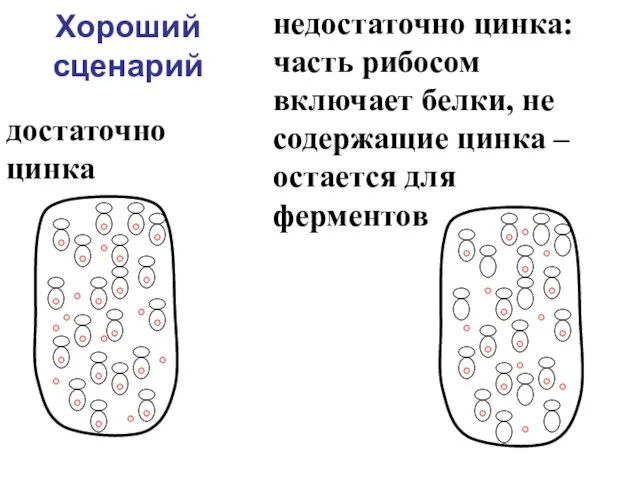 Хороший сценарий достаточно цинка недостаточно цинка: часть рибосом включает белки, не содержащие