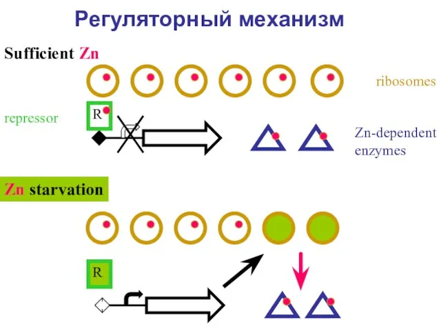 Регуляторный механизм ribosomes Zn-dependent enzymes R Sufficient Zn Zn starvation R repressor