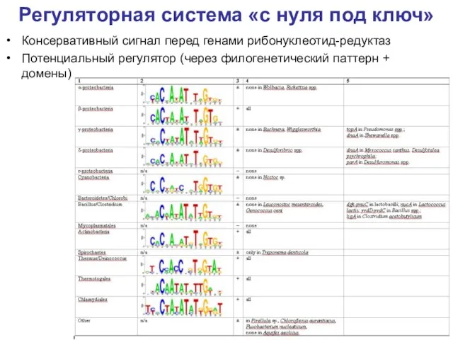 Регуляторная система «с нуля под ключ» Консервативный сигнал перед генами рибонуклеотид-редуктаз Потенциальный