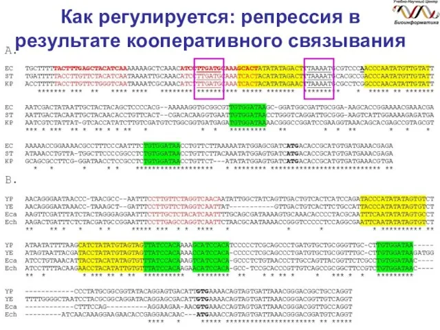 Как регулируется: репрессия в результате кооперативного связывания