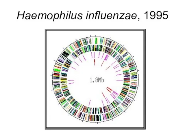 Haemophilus influenzae, 1995