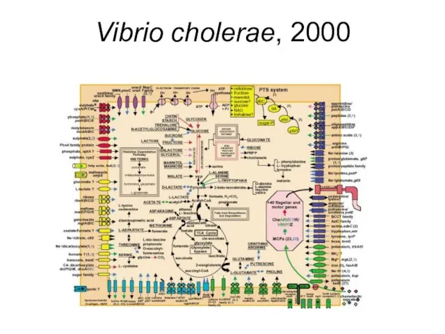 Vibrio cholerae, 2000