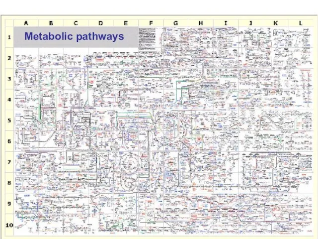 Metabolic pathways