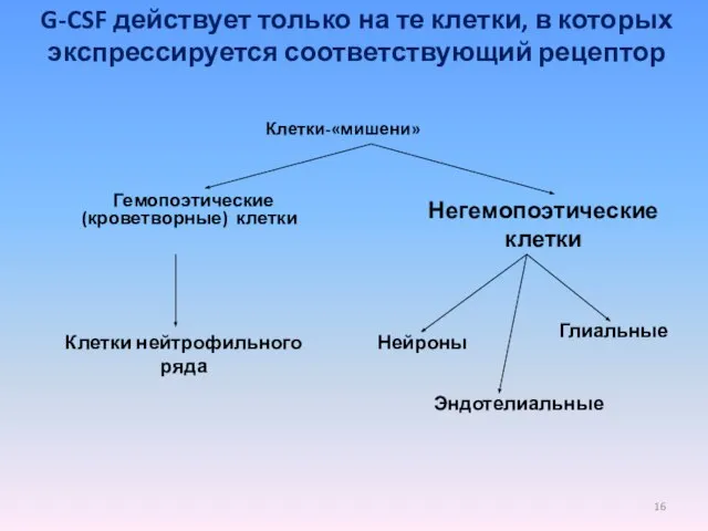 G-CSF действует только на те клетки, в которых экспрессируется соответствующий рецептор Гемопоэтические