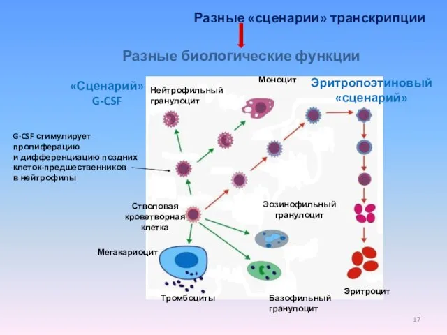 Разные «сценарии» транскрипции G-CSF стимулирует пролиферацию и дифференциацию поздних клеток-предшественников в нейтрофилы