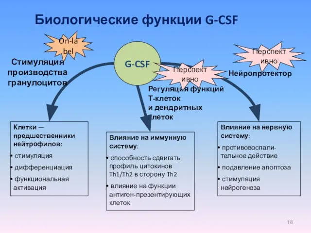 G-CSF Биологические функции G-CSF Клетки — предшественники нейтрофилов: стимуляция дифференциация функциональная активация