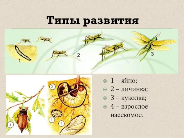 Типы развития 1 – яйцо; 2 – личинка; 3 – куколка; 4 – взрослое насекомое.