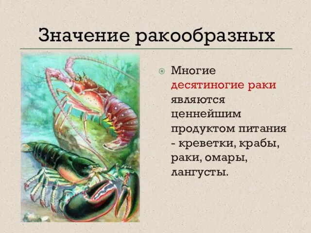 Значение ракообразных Многие десятиногие раки являются ценнейшим продуктом питания - креветки, крабы, раки, омары, лангусты.