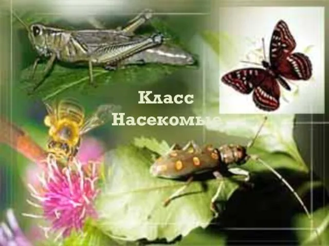 Класс Насекомые