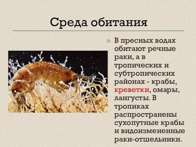 Среда обитания В пресных водах обитают речные раки, а в тропических и