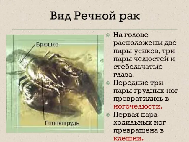 Вид Речной рак На голове расположены две пары усиков, три пары челюстей