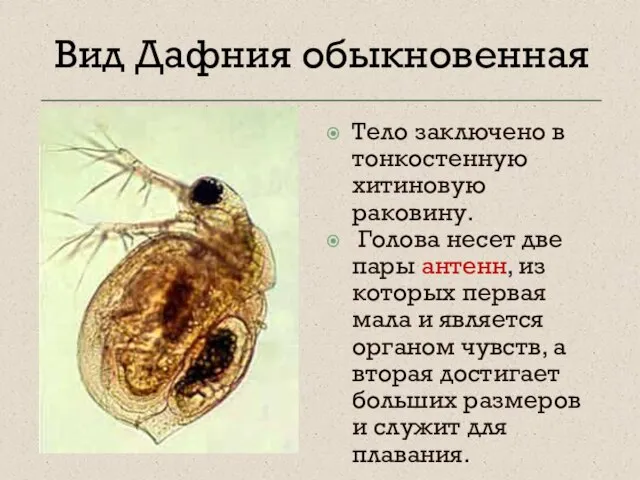 Вид Дафния обыкновенная Тело заключено в тонкостенную хитиновую раковину. Голова несет две