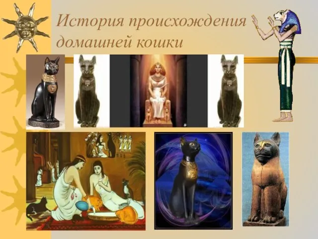 История происхождения домашней кошки
