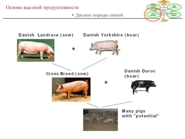 Основа высокой продуктивности • Датские породы свиней