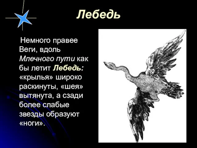 Лебедь Немного правее Веги, вдоль Млечного пути как бы летит Лебедь: «крылья»