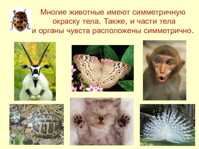 Многие животные имеют симметричную окраску тела. Также, и части тела и органы чувств расположены симметрично.