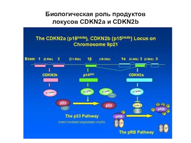 Биологическая роль продуктов локусов CDKN2a и CDKN2b