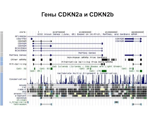Гены CDKN2a и CDKN2b