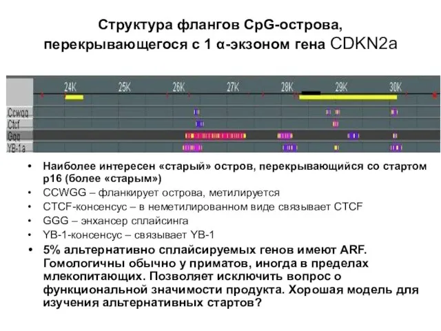 Структура флангов CpG-острова, перекрывающегося с 1 α-экзоном гена CDKN2a Наиболее интересен «старый»