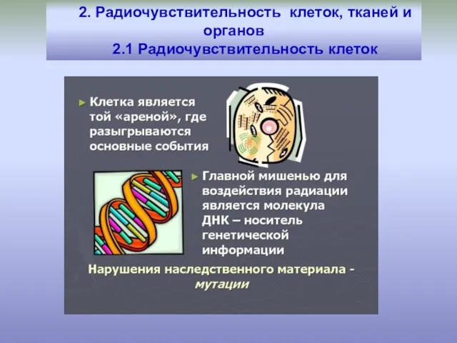 2. Радиочувствительность клеток, тканей и органов 2.1 Радиочувствительность клеток