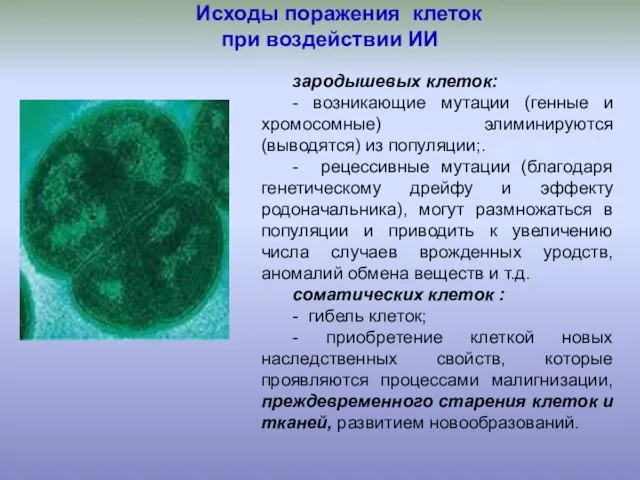 Исходы поражения клеток при воздействии ИИ зародышевых клеток: - возникающие мутации (генные