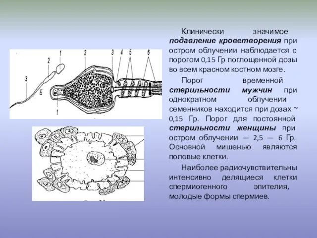 Клинически значимое подавление кроветворения при остром облучении наблюдается с порогом 0,15 Гр