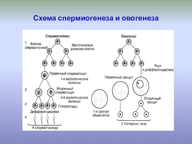 Схема спермиогенеза и овогенеза