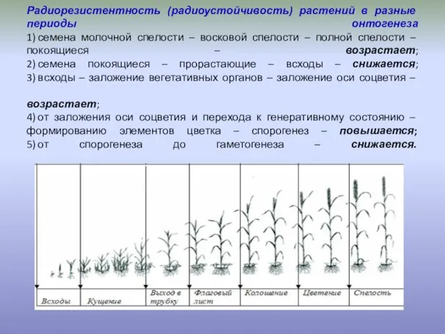 Радиорезистентность (радиоустойчивость) растений в разные периоды онтогенеза 1) семена молочной спелости –