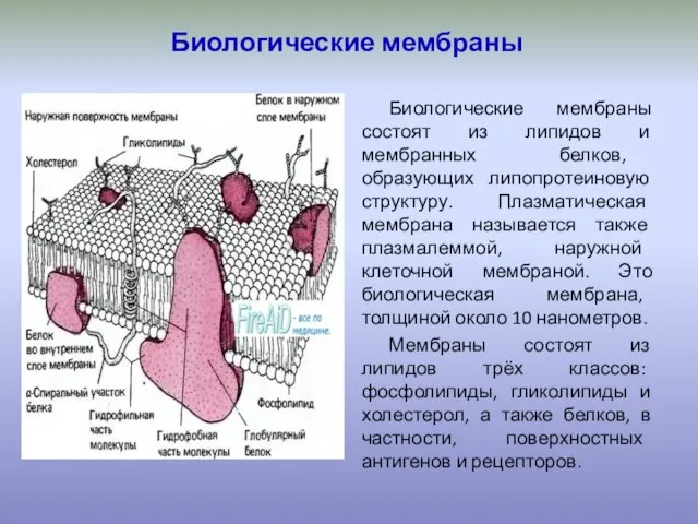 Биологические мембраны Биологические мембраны состоят из липидов и мембранных белков, образующих липопротеиновую