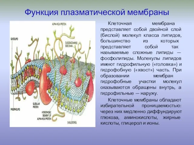 Функция плазматической мембраны Клеточная мембрана представляет собой двойной слой (бислой) молекул класса