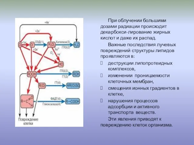 При облучении большими дозами радиации происходит декарбокси-лирование жирных кислот и даже их