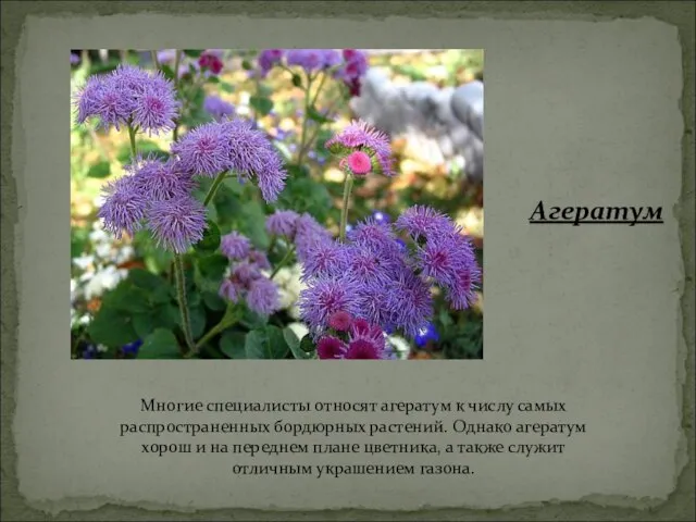 Многие специалисты относят агератум к числу самых распространенных бордюрных растений. Однако агератум
