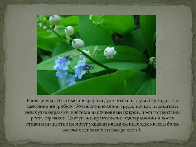 В конце мая это самые прекрасные, удивительные участки сада. Эти цветники не