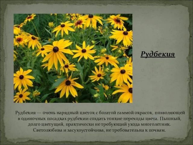 Рудбекия Рудбекия — очень нарядный цветок с богатой гаммой окрасок, позволяющей в