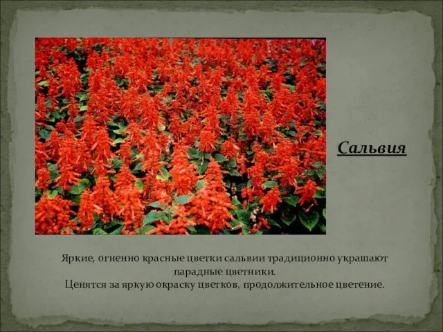 Яркие, огненно красные цветки сальвии традиционно украшают парадные цветники. Ценятся за яркую